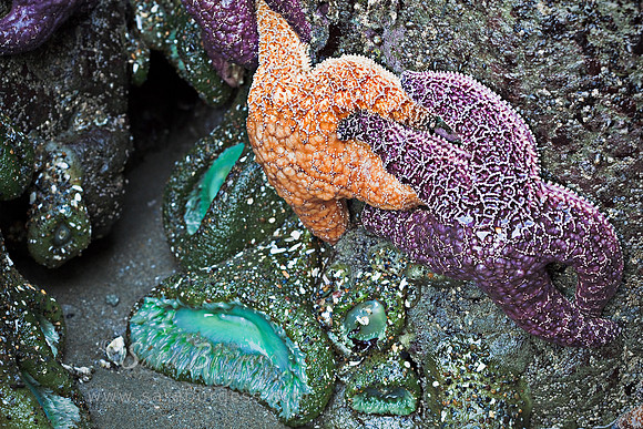 Bandon, OR
