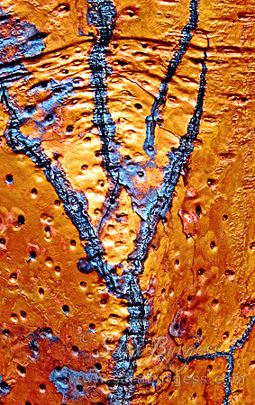 Tree Bark
