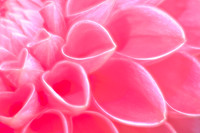 Little Open Hearts on Whidbey Island