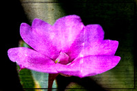 Flowers/Nature