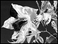 White and Black - Lily in Laguna Beach