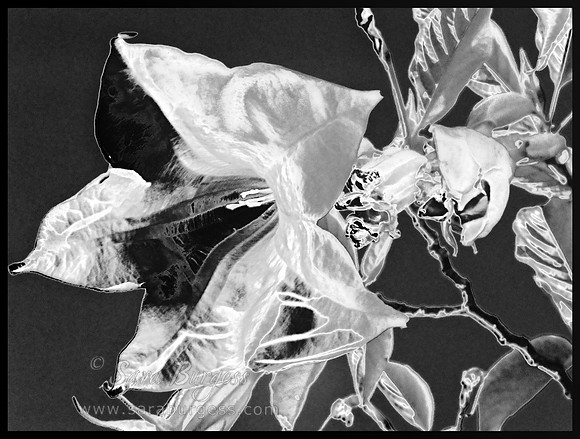 White and Black -  Lily in Laguna Beach