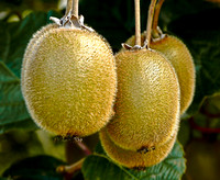 Kiwi Fruits, New Zealand
