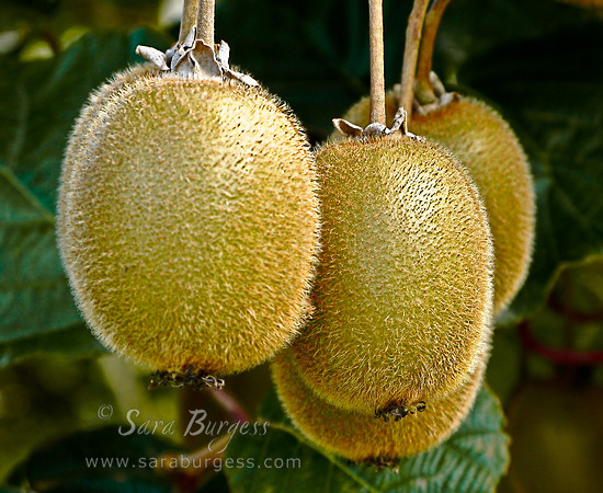 Kiwi Fruits, New Zealand
