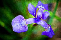 In My Yard