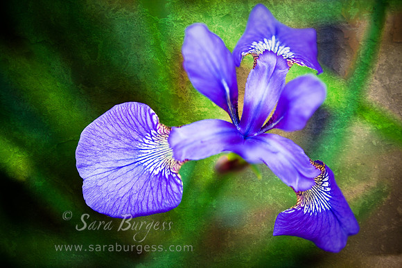 In My Yard