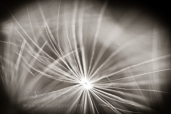 Dandelion