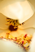 Magnolia Blossom in My Back Yard