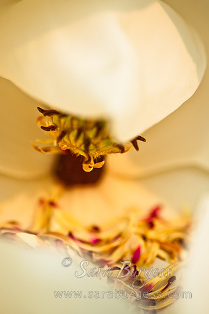 Magnolia Blossom in My Back Yard