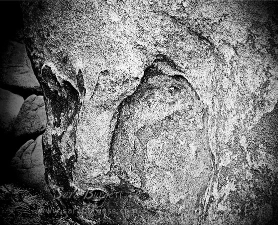 Joshua Tree 4/2010